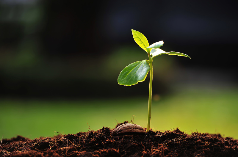 A new plant sprouting from the ground.