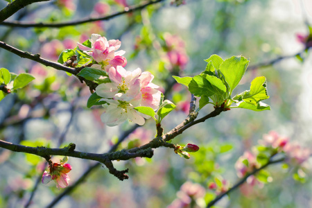 White and pink blossoms growing on a tree.