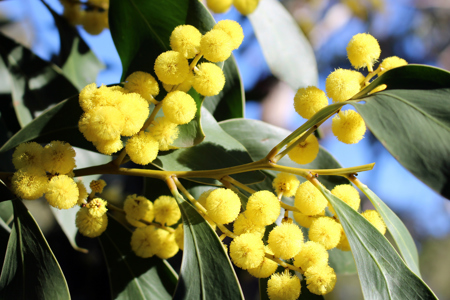 Vibrant yellow wattle, blossoming among green leafy foliage.