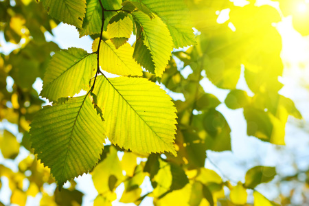 The sun shining through green leaves.